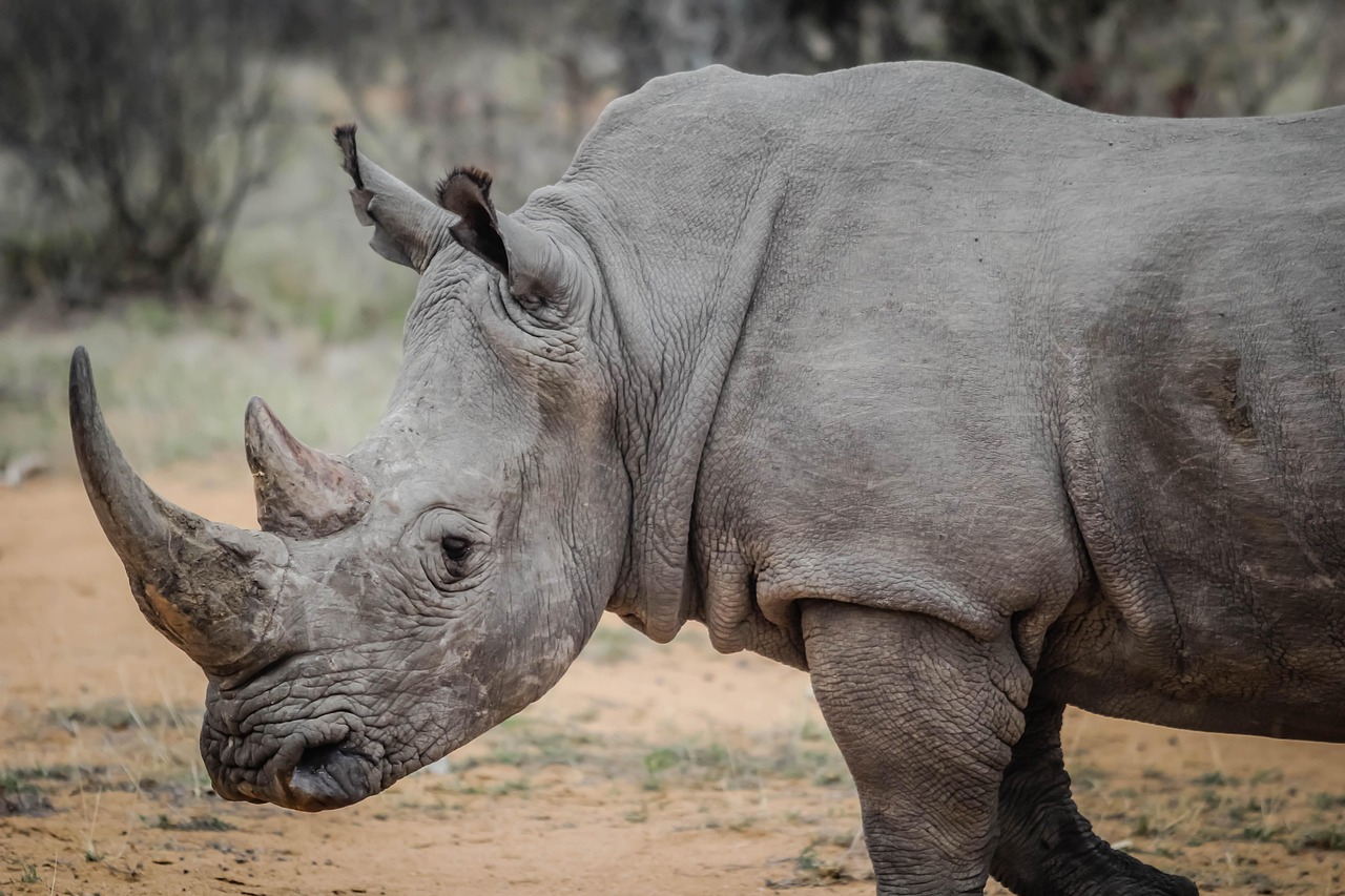 Experience 3-Day Fly in and out from Zanzibar to Serengeti & Crater - Tanzania safari