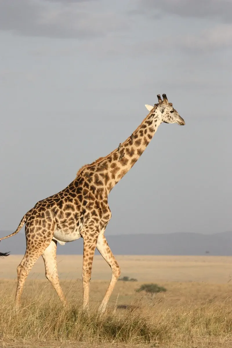 1-Day Epic Trip to Mikumi National Park by Sgr Train - Tanzania safari gallery image