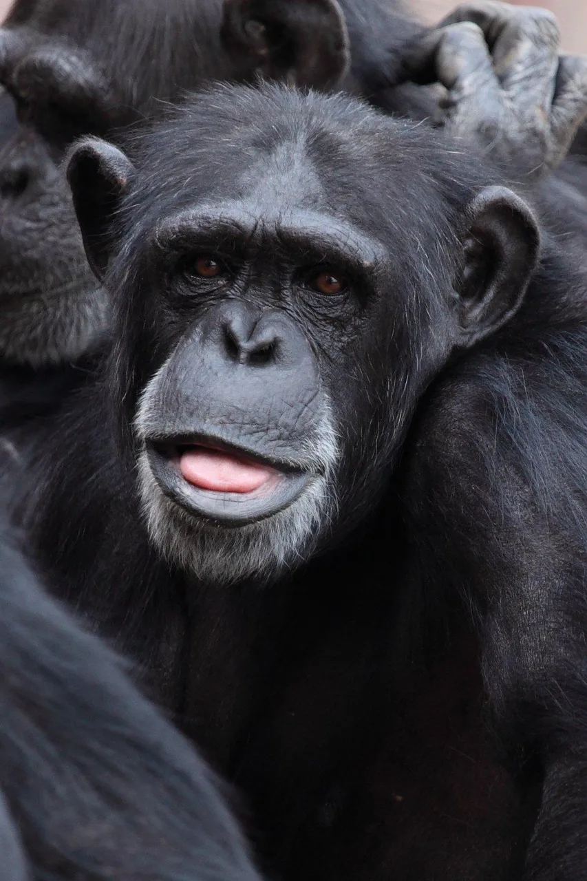 4-Day Gombe Chimpanzee Trekking & Nature Experiances - Tanzania safari gallery image