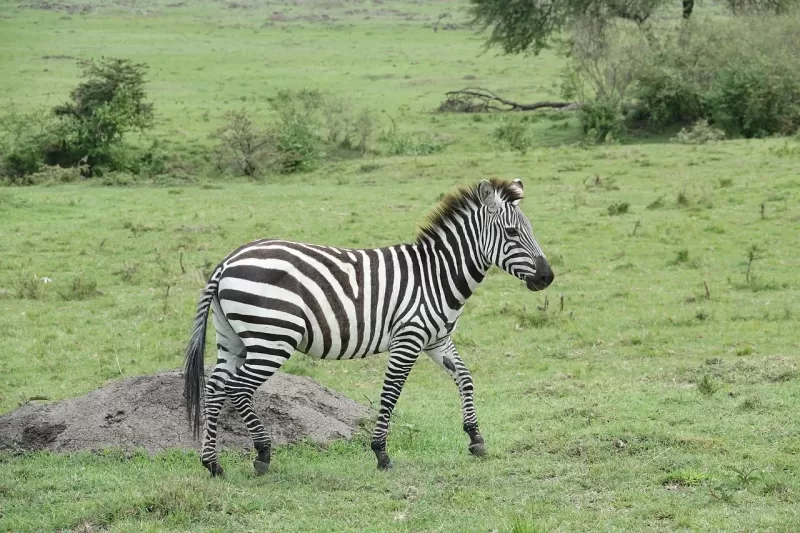 Best 2-Day Mikumi Honeymoon Safari from Dar es Salaam by SGR Train (2026 2027) gallery image