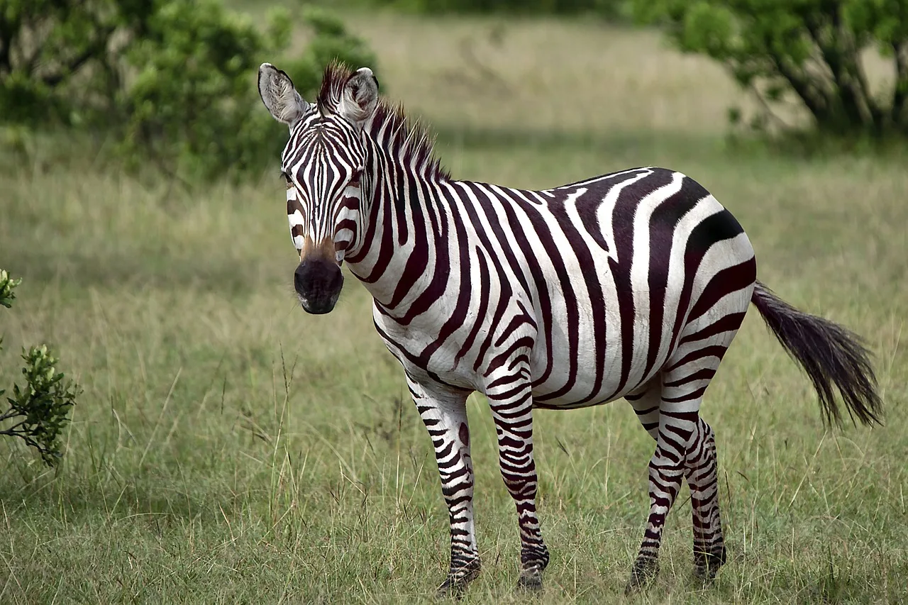 3-Day Tanzania Safari from Zanzibar(Offer) - Tanzania safari gallery image