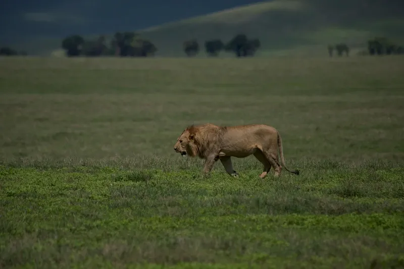 2-Day Fly in Shared Midrange Lodge Tarangire&Ngorongoro