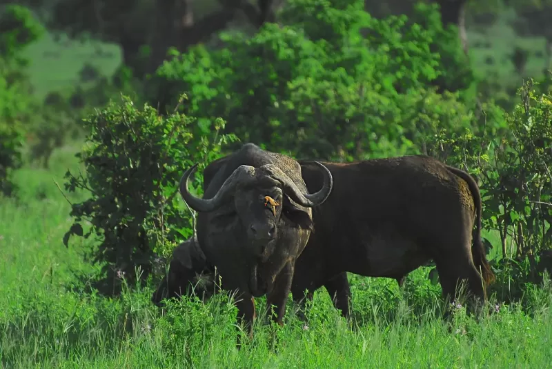 3-Day Zambia and Chobe National Park Camping Tour gallery image