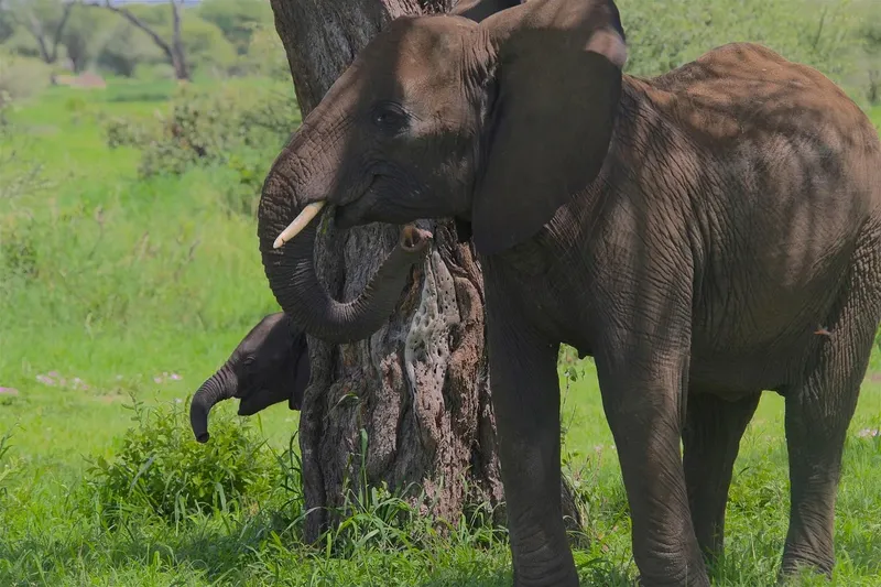 4-Day Victoria Falls & Chobe Elephant Hills Tour gallery image