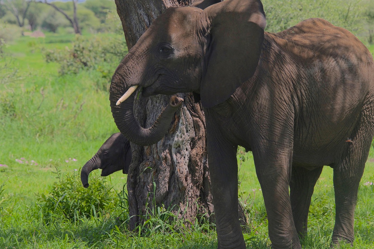 3-Day 2 Nights Chobe National Park Camping Safari gallery image