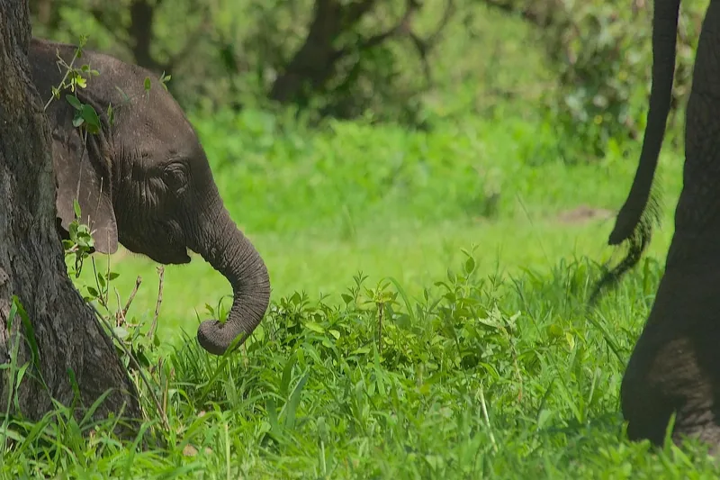 3-Day Amboseli Private Lodge Safari