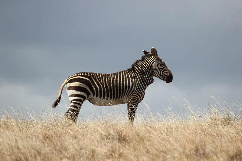 1-Day Adventure Safari to Nyerere National Park - Tanzania safari