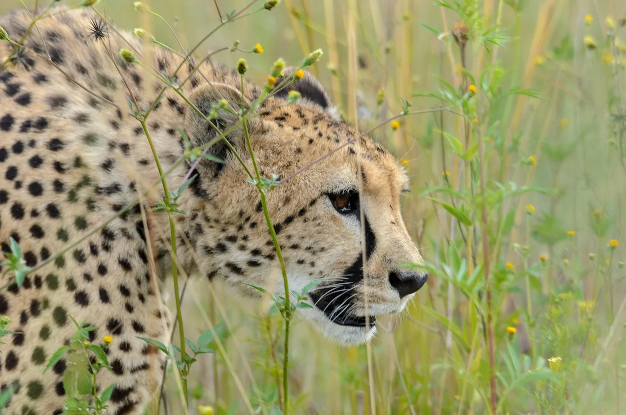 3-Day Tanzania Safari from Zanzibar(Offer) - Tanzania safari gallery image