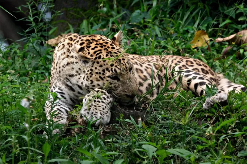 11-Days  Big 5 - Kruger NP Guided Self-Drive Mid Range Tour gallery image