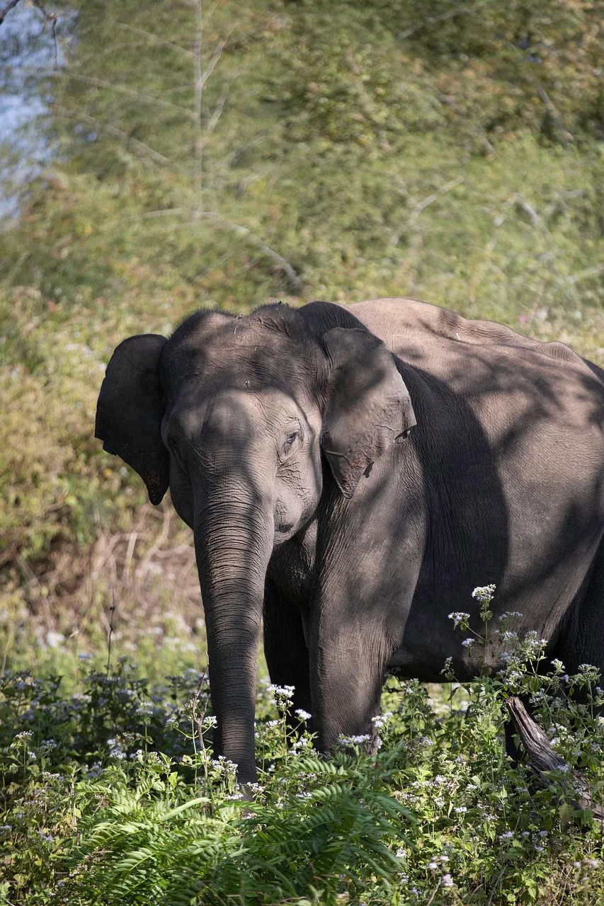 3-Day Tanzania Safari from Zanzibar(Offer) - Tanzania safari gallery image