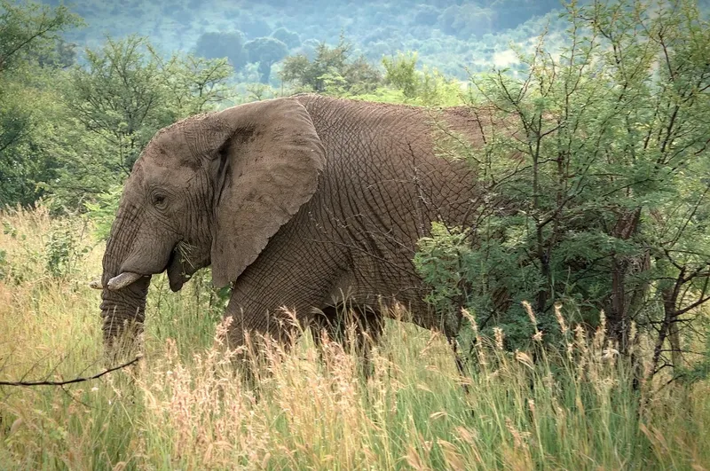 10-Day Mid-Range Epic Safari and Zanzibar Adventure  - Tanzania safari
