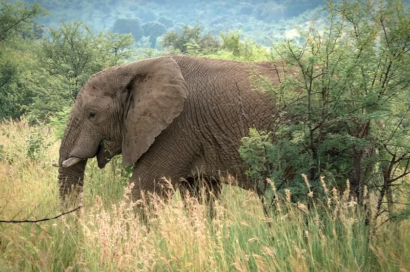 5-Day Amazing Tanzania Lodge Safari - Tanzania safari gallery image