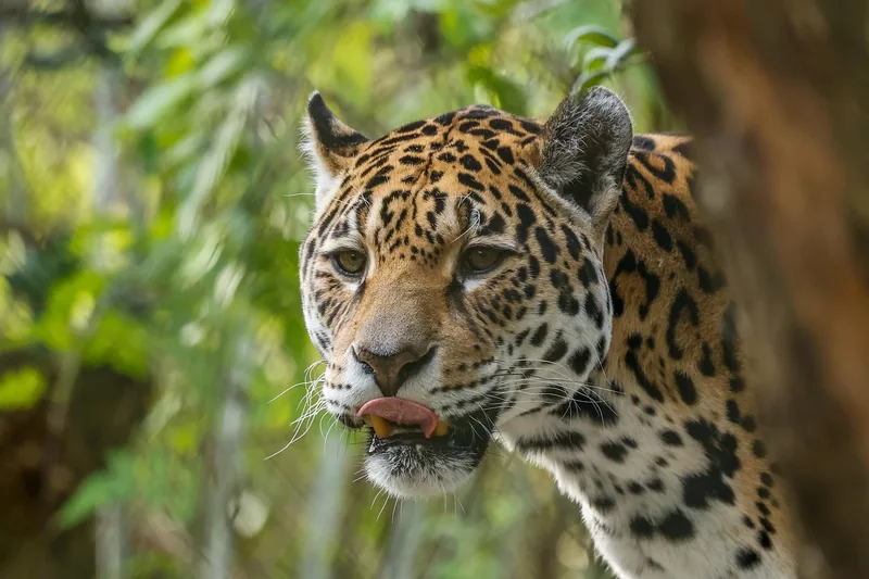 1-Day Dar-Mikumi Group Safari Through Sgr Train + Car - Tanzania safari