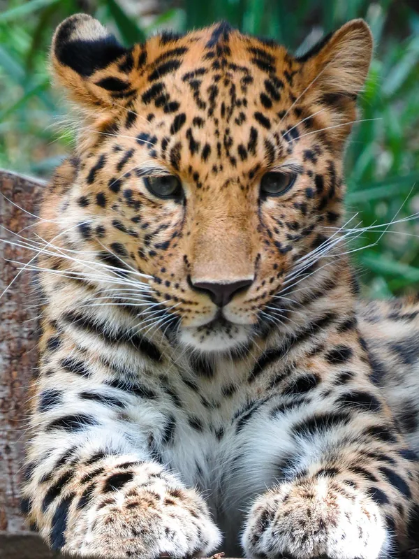 2-Day Mikumi National Park Private Safari& Maasai Tour - Tanzania safari gallery image