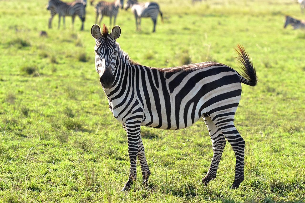 9-Day Wildlife Paradise Journey - Tanzania safari gallery image