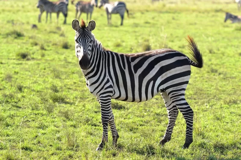 2-Day Private Midrange to Tarangire & Ngorongoro Crater - Tanzania safari