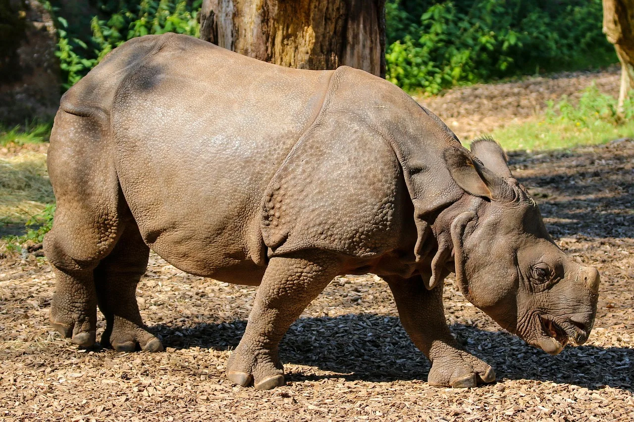 9-Day African Big 5 (Budget) - Tanzania safari gallery image