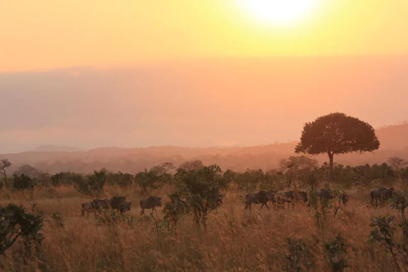 4-Day Nyerere & Mikumi Wildlife Lodge Safari  - Tanzania safari