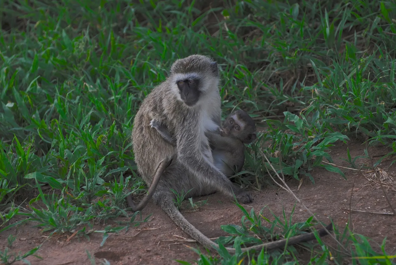 5-Day Okavango Delta & Boteti River Tented Safari gallery image