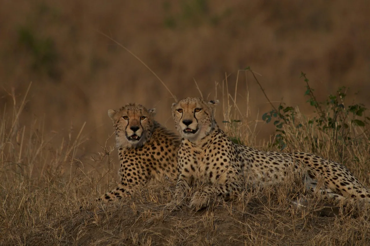 2 Days Mikumi National Park and Chizua Waterfalls by Sgr 2026 - 2027 gallery image