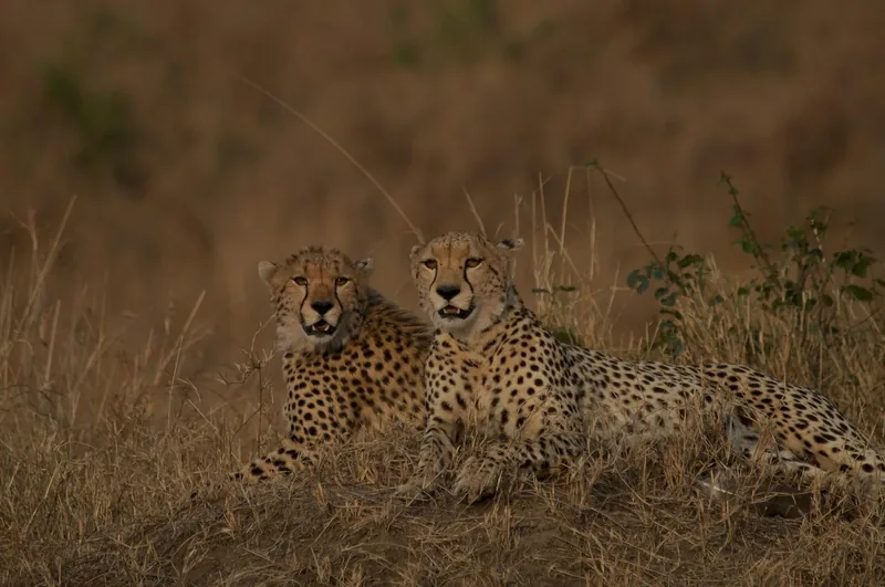 2 Days Mikumi National Park and Chizua Waterfalls by Sgr 2026 - 2027 gallery image