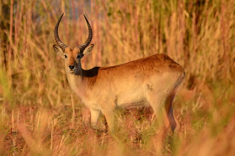 9 Days  Budget Camping Victoria Falls to Okavango Delta gallery image