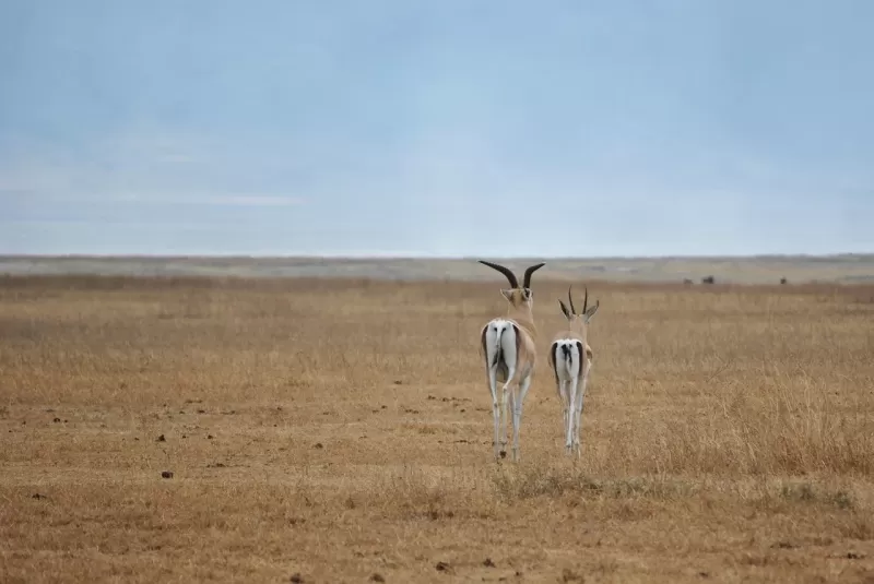 10-Day Stone Town & Zanzibar Sand & Selous Safari - Tanzania safari gallery image