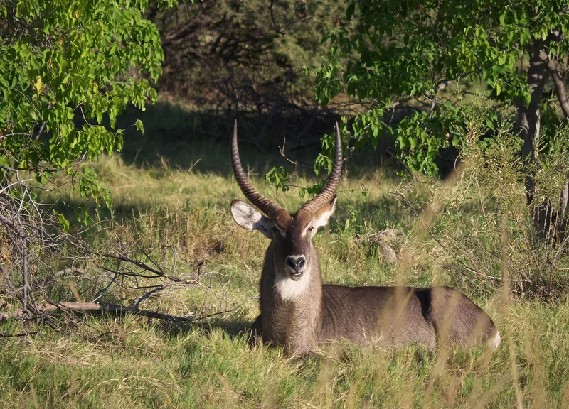 9 Days  Customized Budget Camping Okavango Delta/Vic Falls gallery image
