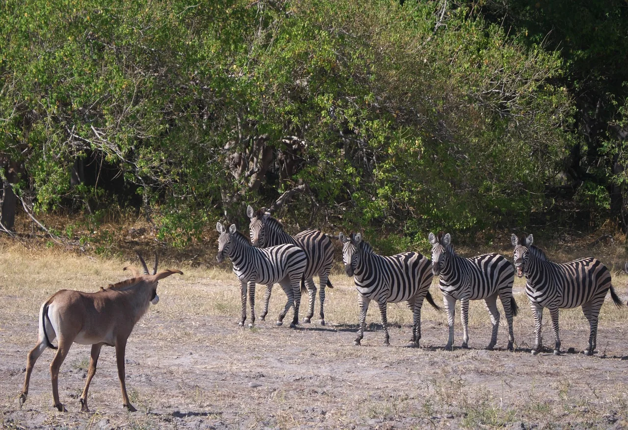 9 Days  Adventurous Family Botswana Safari hero photo