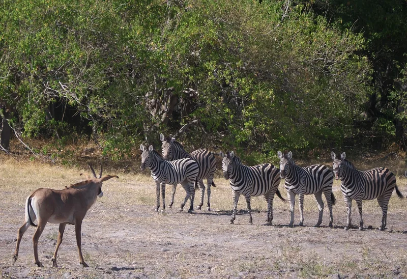 9 Days  Budget Camping Victoria Falls to Okavango Delta gallery image