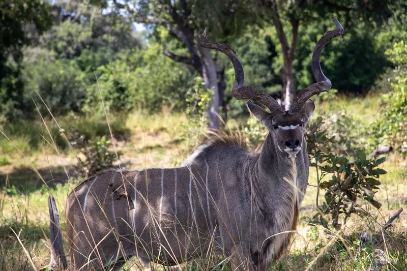 5-Day Living Among Lions - Mid-Range - Tanzania safari gallery image