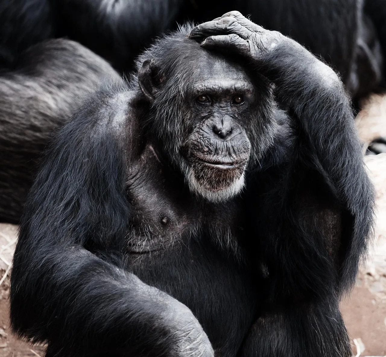 2-Day Chimpanzee Tracking in Bururi Forest gallery image