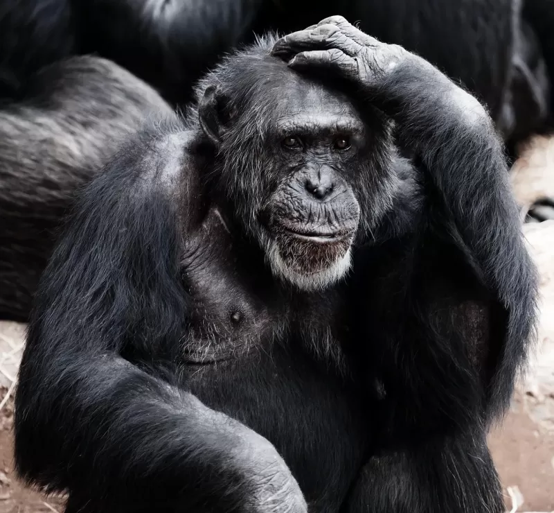 2-Day Chimpanzee Tracking in Bururi Forest gallery image