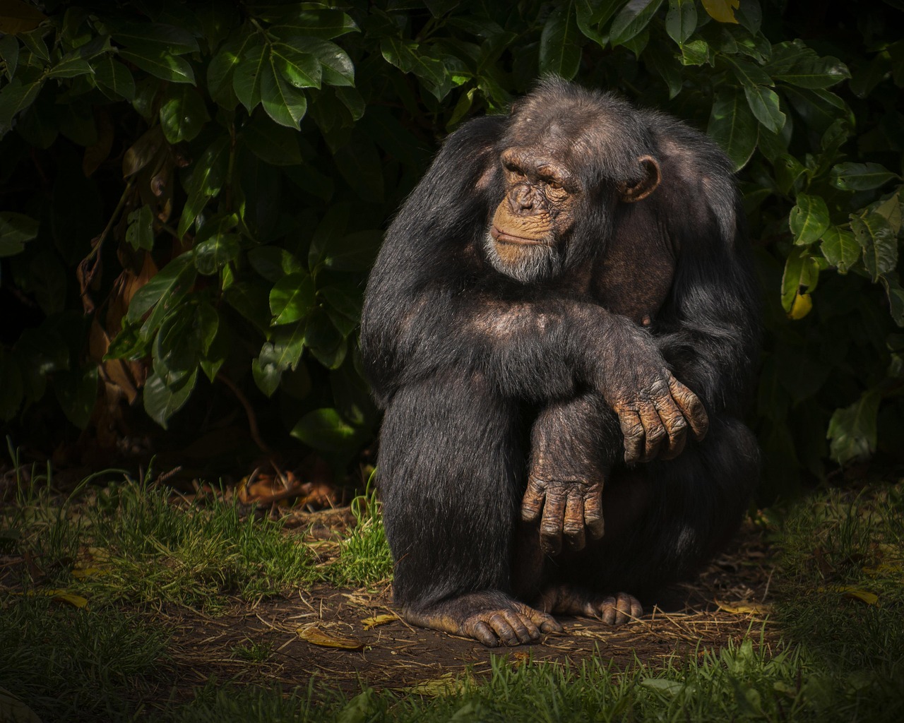 2 Days Gombe National Park, Fly-in from Dar Es Salaam gallery image