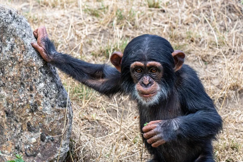 2-Day Chimpanzee Safari Gombe National Park from Kigoma - Tanzania safari gallery image