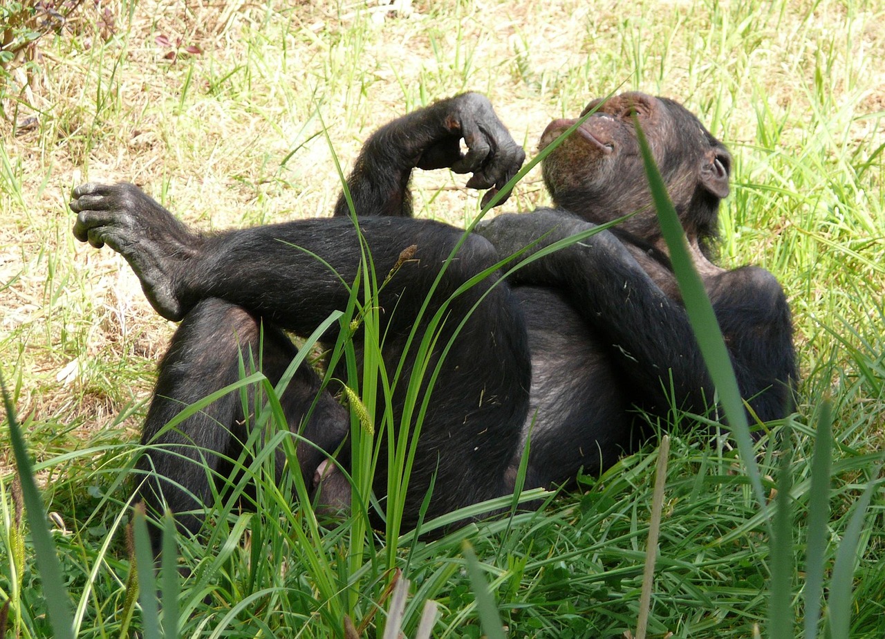 4-Day Discovering Nyungwe National Park - Rwanda gallery image