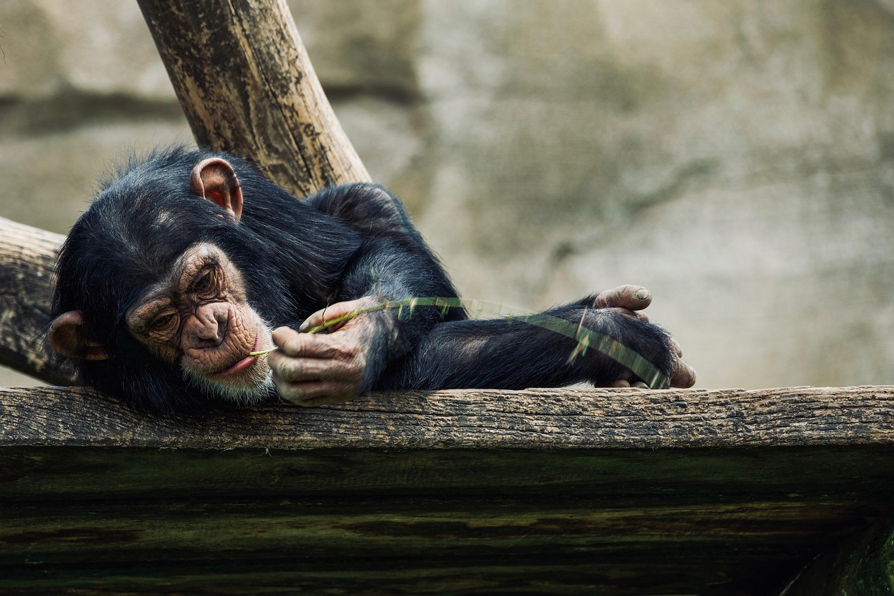 4-Day Gombe Chimpanzee Trekking & Nature Experiances - Tanzania safari gallery image