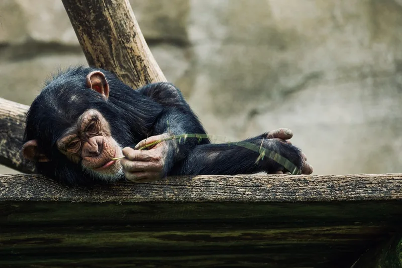 4-Day Gombe Chimpanzee Trekking & Nature Experiances - Tanzania safari