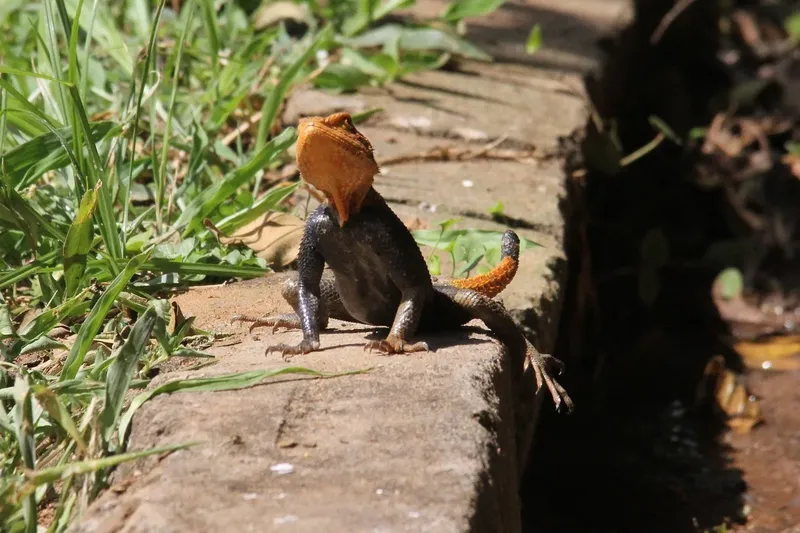14-Day Mixed Game Safari Across Uganda and - Rwanda gallery image