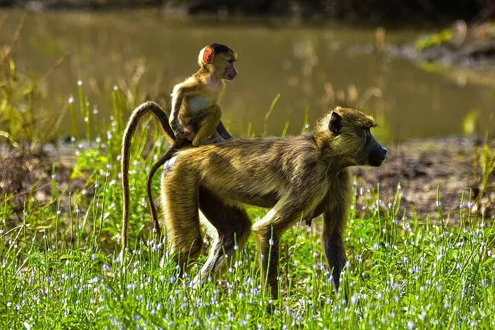 12-Day Ultimate Uganda Wildlife & Primate Adventure-Uganda hero photo