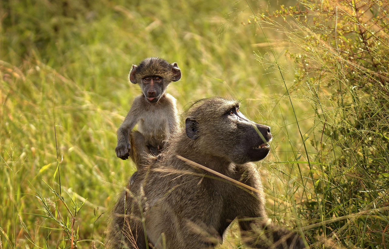 10 Days  Botswana Wildlife & Birdwatching gallery image