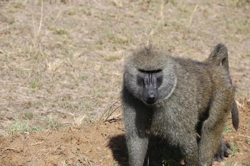 ½-Day Nairobi National Park Group Joining Tour - Kenya tours