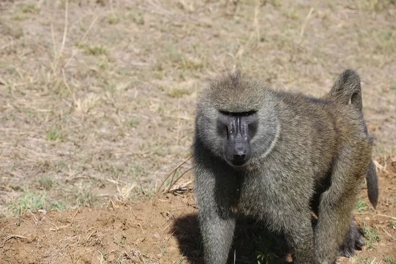 2-Day Amazing Hell's Gate and Lake Naivasha Safari - Kenya safaris