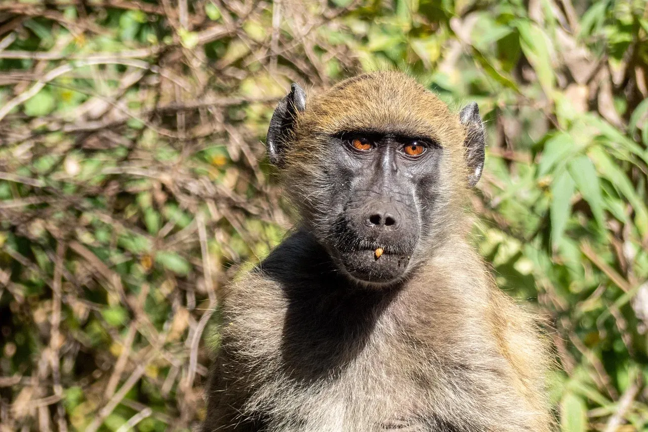 8-Day Sable Safari - Southern Kafue Explorer hero photo
