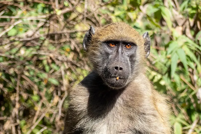 7-Day Zanzibar to Zambia Classic Fly-in Safari