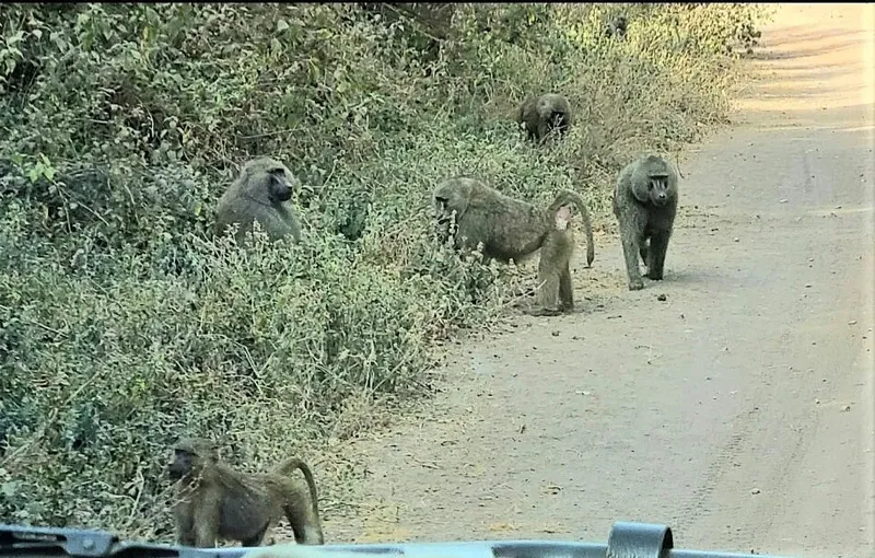 1-Day Lake Manyara Private Safari