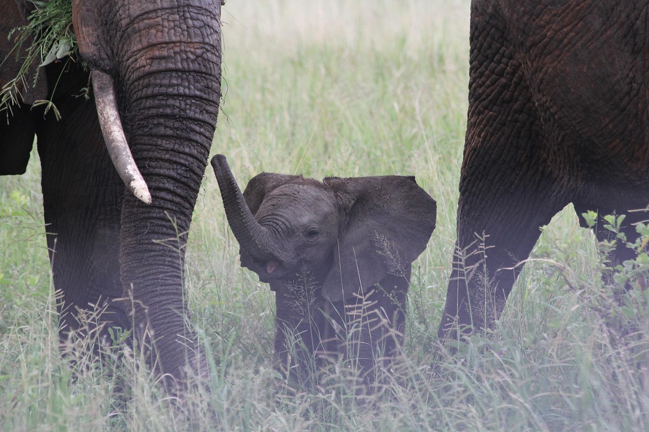 1-Day Trip to Arusha to Lake Manyara National Park gallery image