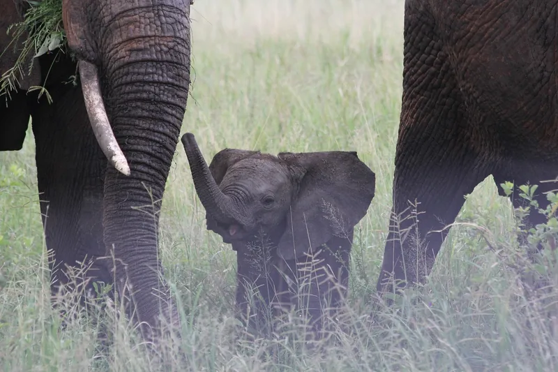 Explore Lake Manyara National Park - Unforgettable Day Safari