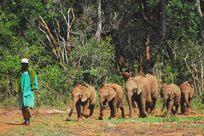 2-Day Amboseli Group Tour Using a Pop up 4x4 Landcruiser - Kenya tours
