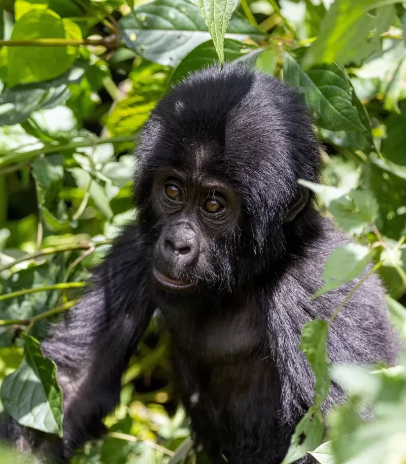 1-Day Rwanda Gorilla Trekking Safari in Volcanoes - Rwanda gallery image